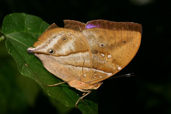 Kallimoides rumia rumia male UNS